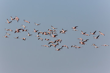 Puna Flamingos in Ansenuza National Park, Argentina