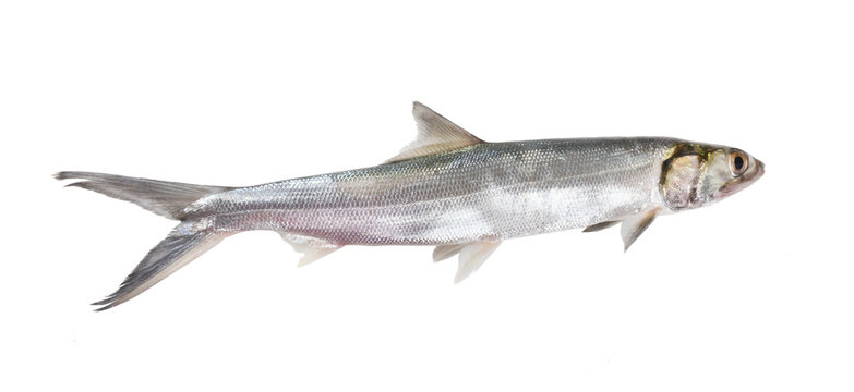 The ladyfish or tenpounder (Elops saurus) .  Isolated on white background
