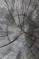 Fototapeta premium old cut of a tree stump