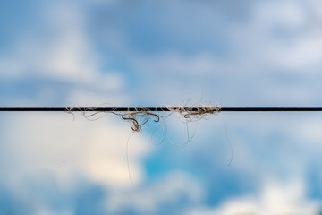 fishing line and hooks tangled in power line