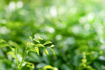 Fototapeta na wymiar Natural green background of selective focused green leaves with blurred green background with bokeh