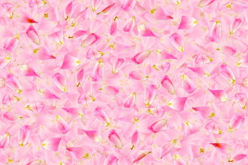 pink rose flower petals texture background for peace meditation spa health religion nature concept background