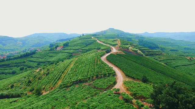 Aerial nature landscape beautiful hills and vineyards of Soave, Italy.
