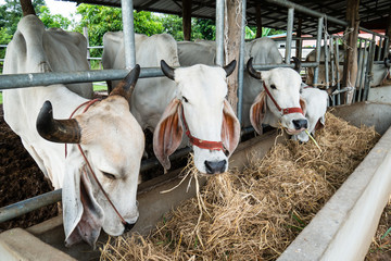 White cow eating rice straw in the cowshed, livestock in Thailand