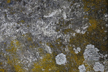 seaweed ground