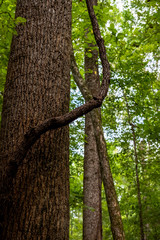 Fototapeta premium Tree Limb Reaching Up.