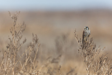 Puna Flamingos in Ansenuza National Park, Argentina