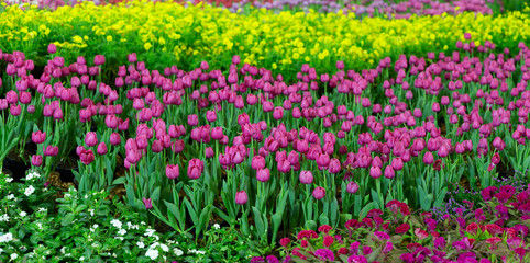 Obraz premium Panorama tulip background