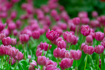 Tulips with bokeh light from the background.