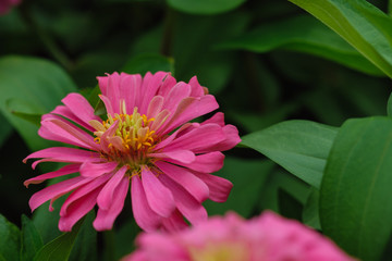 Pink zinnia   with beautiful blooming in  garden  outdoor on green leaf background