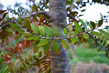 View of a kauri tree in a forest in the North Island, New Zealand