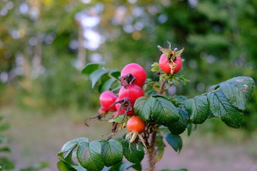 rosehips