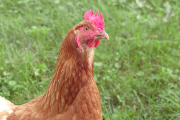 A Chicken