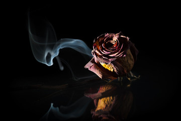 dry rose with rising smoke