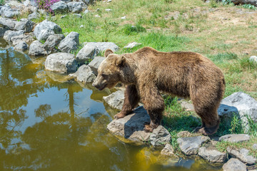 Brown Bear standing on the rocky shore. Summer sunny day