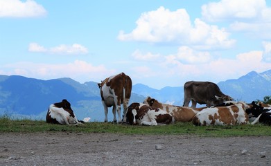 Obraz premium Kühe