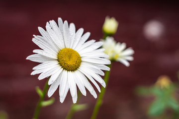 White daisy against a red brick background