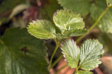 Fototapeta na wymiar Praying mantis on a leaf in the garden