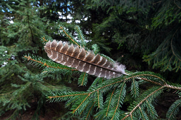 turkey feather on pine tree branch