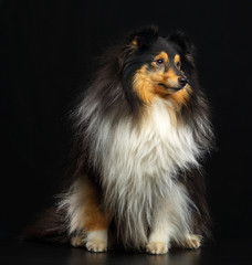 Sheltie dog on Isolated Black Background in studio
