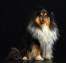 Sheltie dog on Isolated Black Background in studio