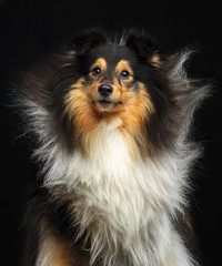 Sheltie dog on Isolated Black Background in studio
