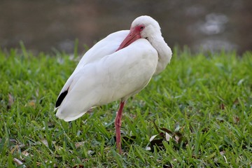white ibis standing on one leg with its head relaxed on its back