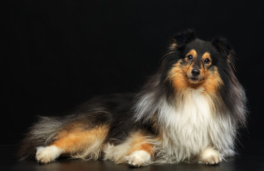 Sheltie dog on Isolated Black Background in studio