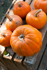 Czech agriculture and farming - autumnal pumpkins in the garden - halloween decoration