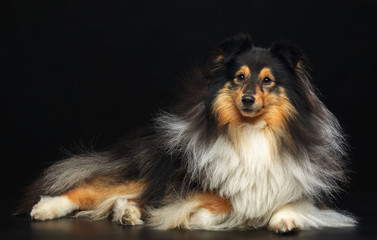 Sheltie dog on Isolated Black Background in studio