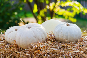 Czech agriculture and farming - autumnal pumpkins in the garden - halloween decoration