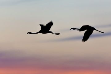 Puna Flamingos in Ansenuza National Park, Argentina