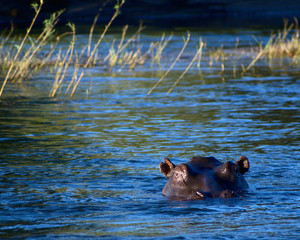 Hippo swimming