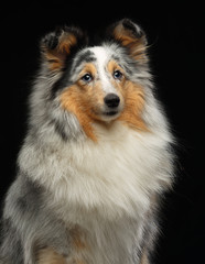 Sheltie dog on Isolated Black Background in studio