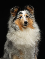 Sheltie dog on Isolated Black Background in studio