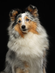 Sheltie dog on Isolated Black Background in studio