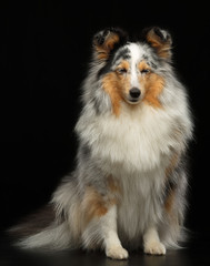 Sheltie dog on Isolated Black Background in studio
