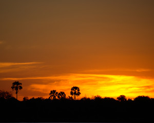 Fototapeta na wymiar Zambezi Sunset