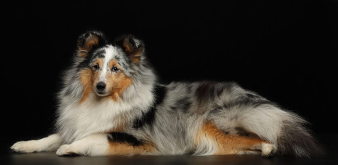 Sheltie dog on Isolated Black Background in studio