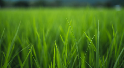 Mountain view rainy season Black cloud