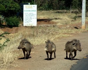 Pack of Warthogs