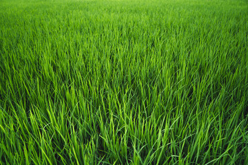 Mountain view rainy season Black cloud
