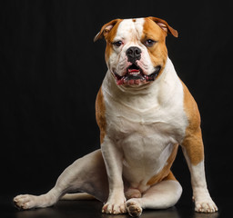 American Bulldog Dog Isolated on Black Background in studio
