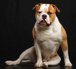 American Bulldog Dog  Isolated  on Black Background in studio