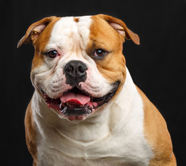 American Bulldog Dog  Isolated  on Black Background in studio