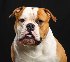 American Bulldog Dog  Isolated  on Black Background in studio