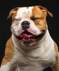 Obraz premium American Bulldog Dog Isolated on Black Background in studio