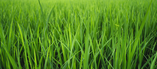 rice plant Green rice field Rice background Asia