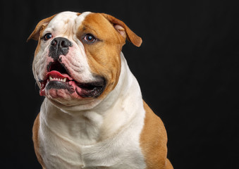 American Bulldog Dog  Isolated  on Black Background in studio