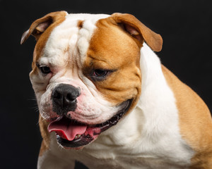 American Bulldog Dog  Isolated  on Black Background in studio